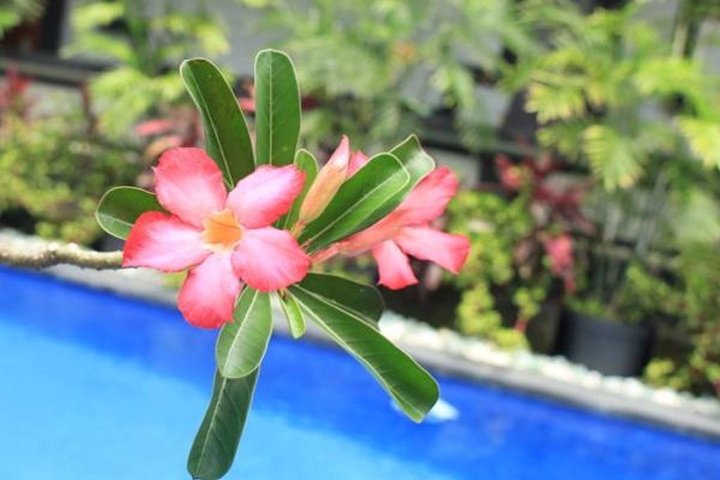 Lucky Family Villa Ubud  Luaran gambar